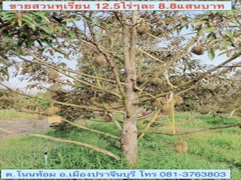 ขายสวนทุเรียน 12.5 ไร่ ตำบลโนนห้อม อำเภอเมือง จังหวัดปราจีนบุรี รูปที่ 2