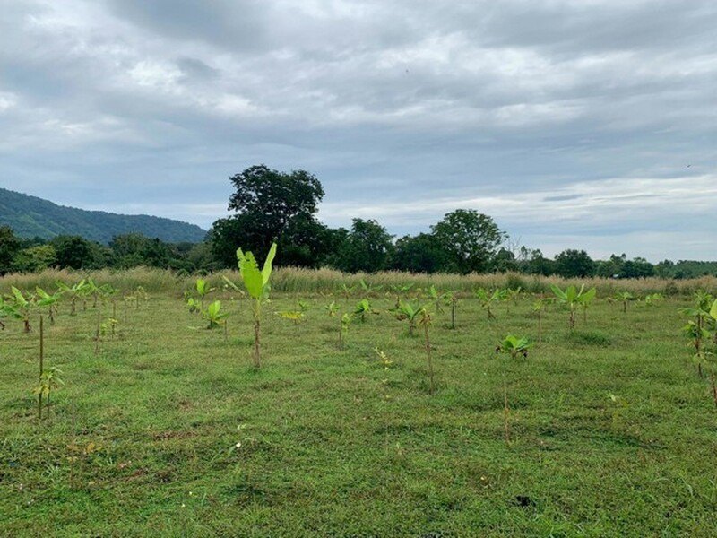 ขาย ที่ดิน เนินหอม,ปราจีนบุรี 70 ไร่ 3 งาน 33 ตร.วา จังหวัด ปราจีนบุรี รูปที่ 2